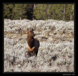 Bull Elk. Yellowstone.