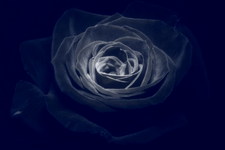 Чёрная роза....