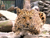 Красавец леопард