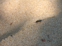 Гроза муравьев