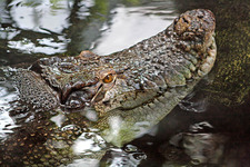 Old crocodile