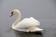 The Swan Princess 