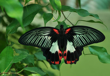 Papilio rumanzovia    "- "
