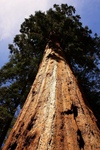 Sequoia Tree, California