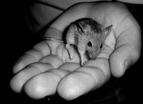 mouse_2