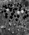 The black tulips