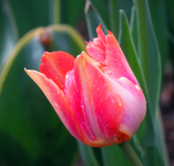 coral tulip