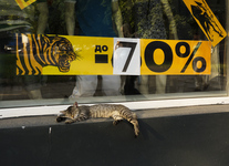 Тигры со скидкой 70%