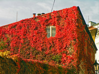 Red leaves house