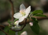 Яблони цветок