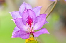 purple tree orchid