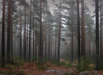 Пейзаж "Лес в тумане"
