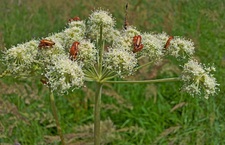 Orgy of insects