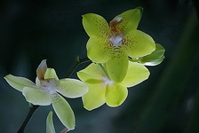 Orchideya