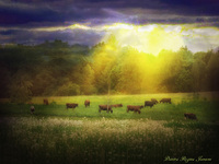 the cows in the meadow
