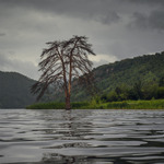 The tree on the water