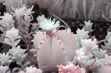 Infrared cactus