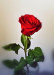 My rose