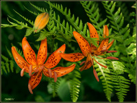 Lilium distichum ( )