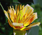 ,    (. Liriodendron tulipifera)  ( .    .    )