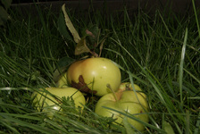 apple in the grass