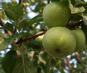 Green  apples