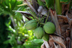 Coconut