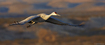 Sandhill Crane in Flight 