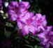Rhododendron simsii Nr.1