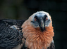 Bearded Vulture( )