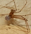 Pholcus phalangioides