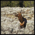 Bull elk. Yellowstone.