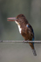 White-throated Kingfisher -  